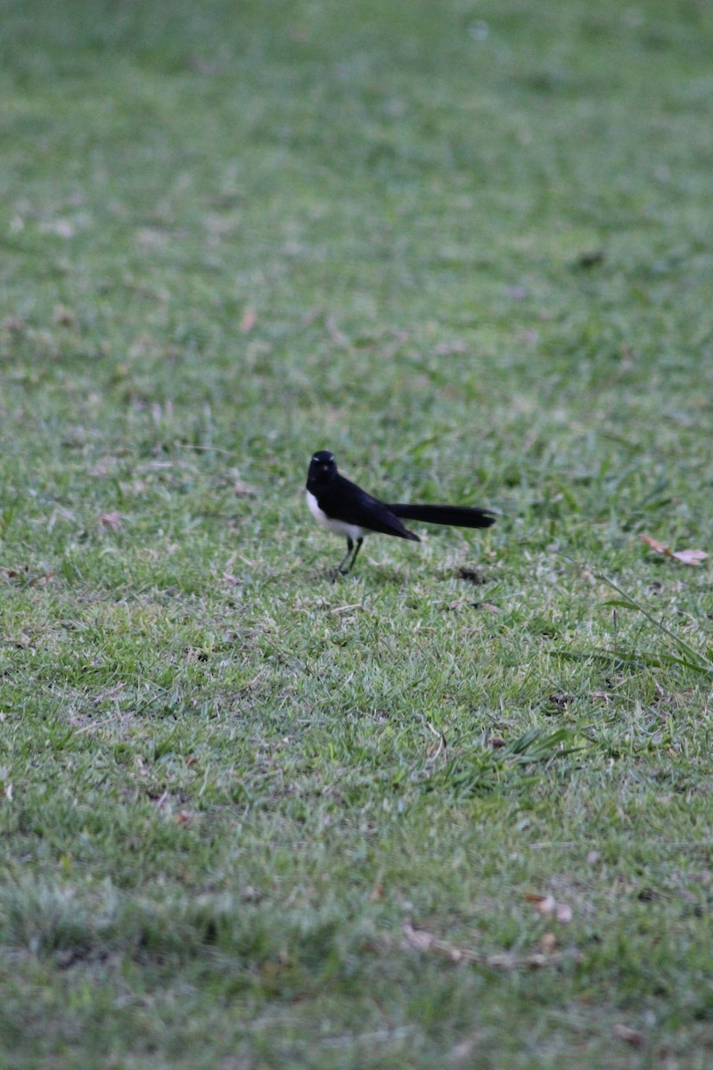 Willie-wagtail - ML626535335