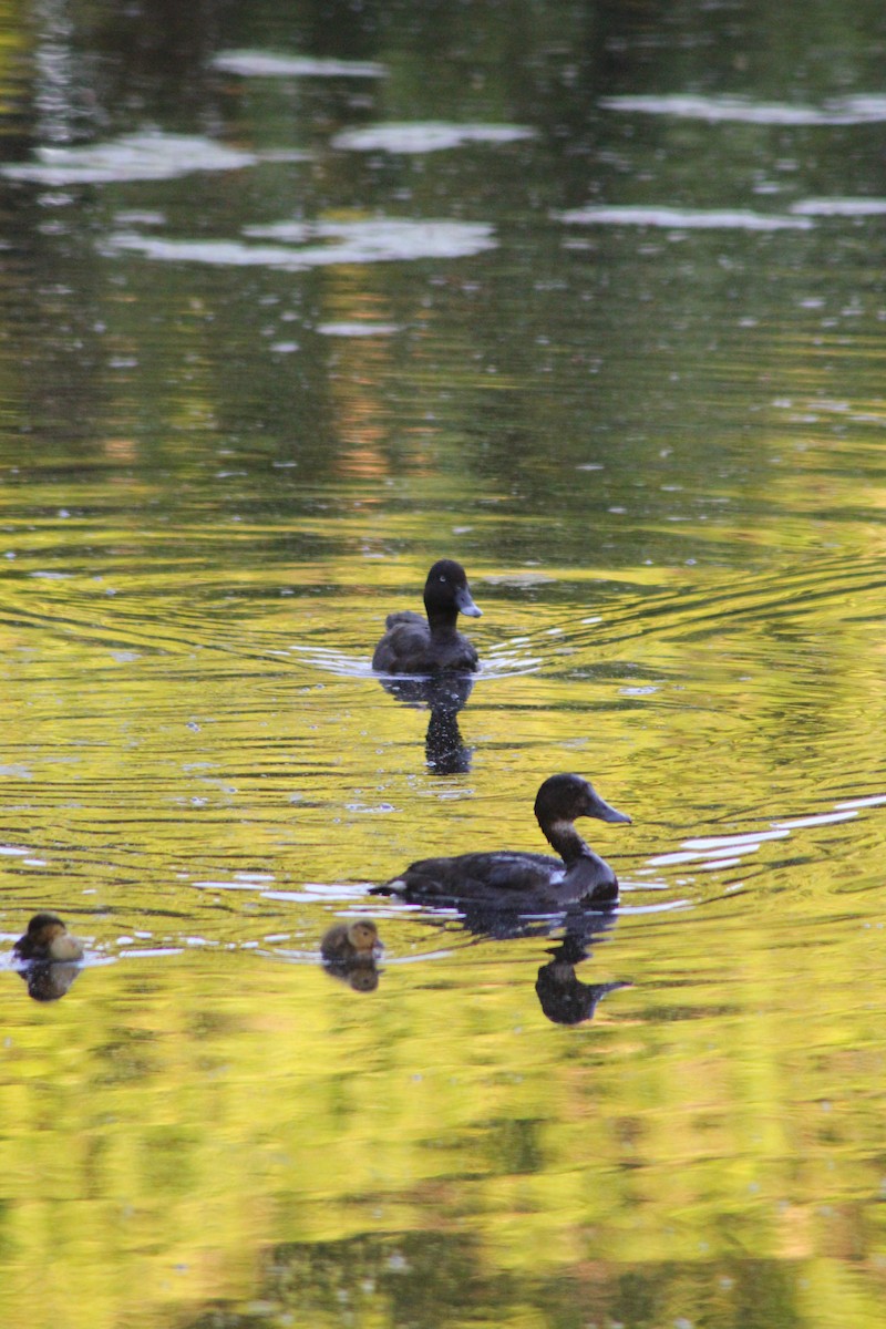 Hardhead - ML626535352