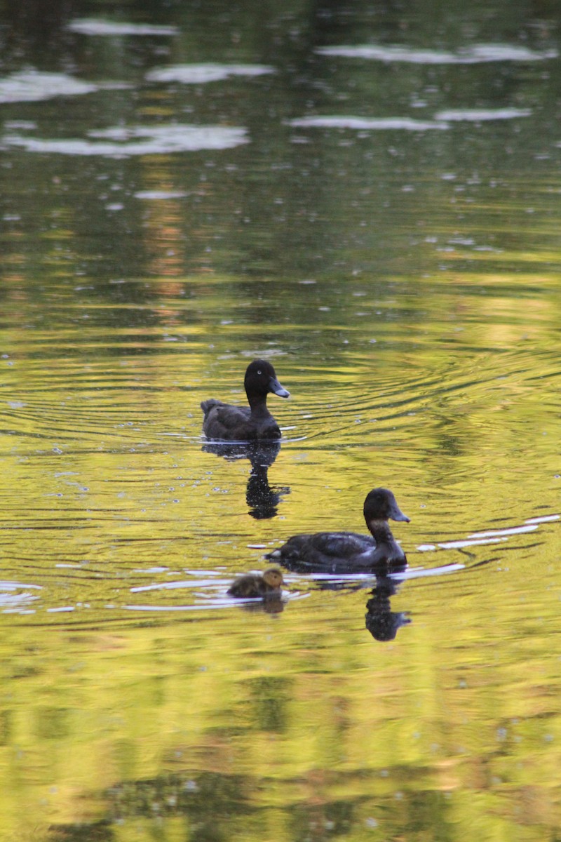 Hardhead - ML626535360