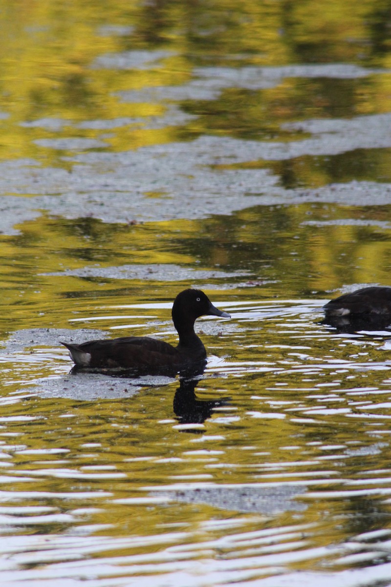 Hardhead - ML626535362