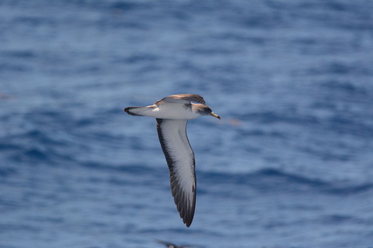 Scopoli's Shearwater - ML626535372