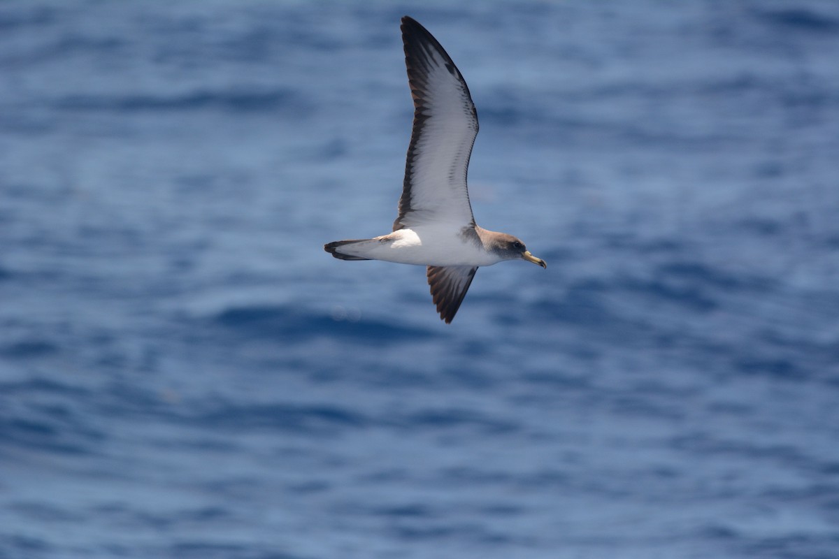 Scopoli's Shearwater - ML626535373