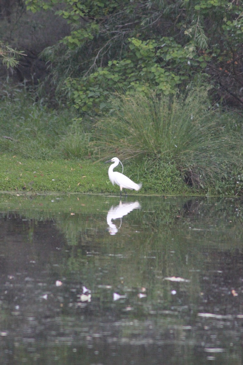 Little Egret - ML626535374
