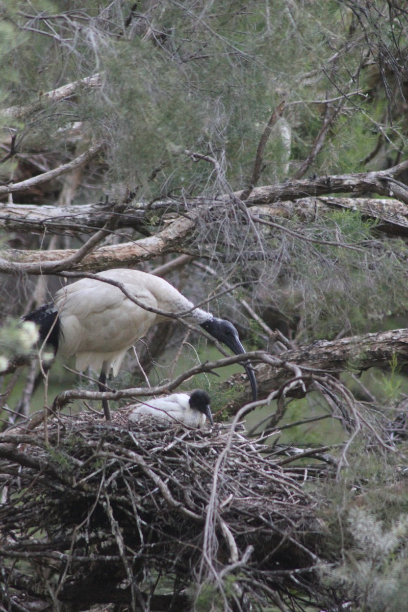 Australian Ibis - ML626535381