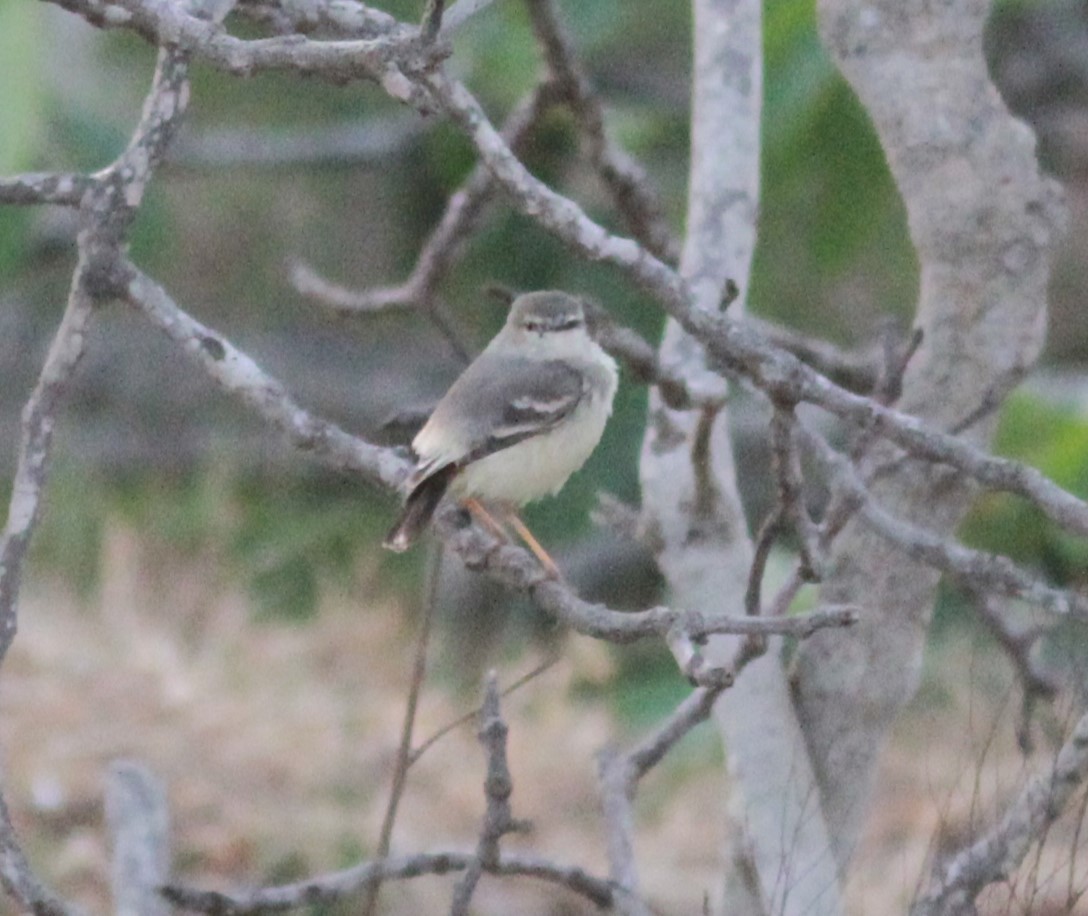 Short-tailed Field Tyrant - ML626535383