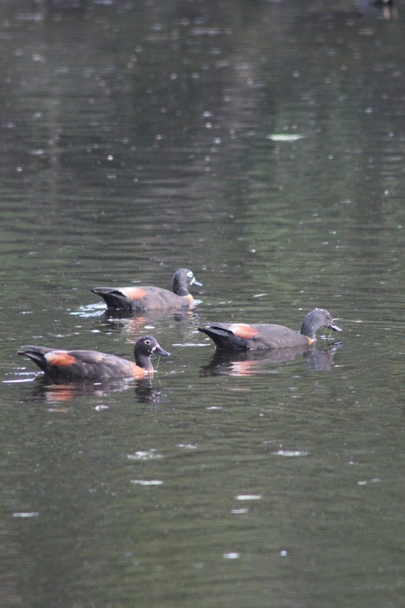 Australian Shelduck - ML626535389