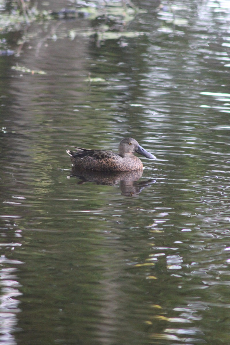 Australasian Shoveler - ML626535401