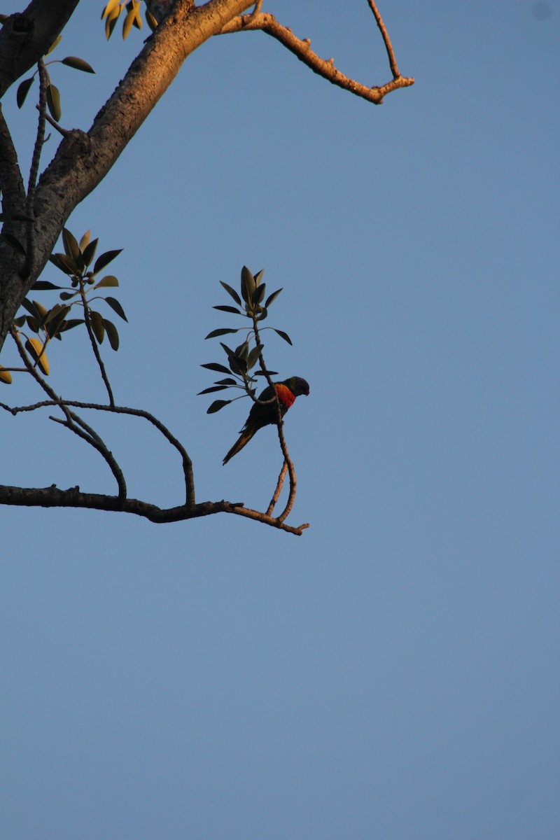 Rainbow Lorikeet - ML626535404