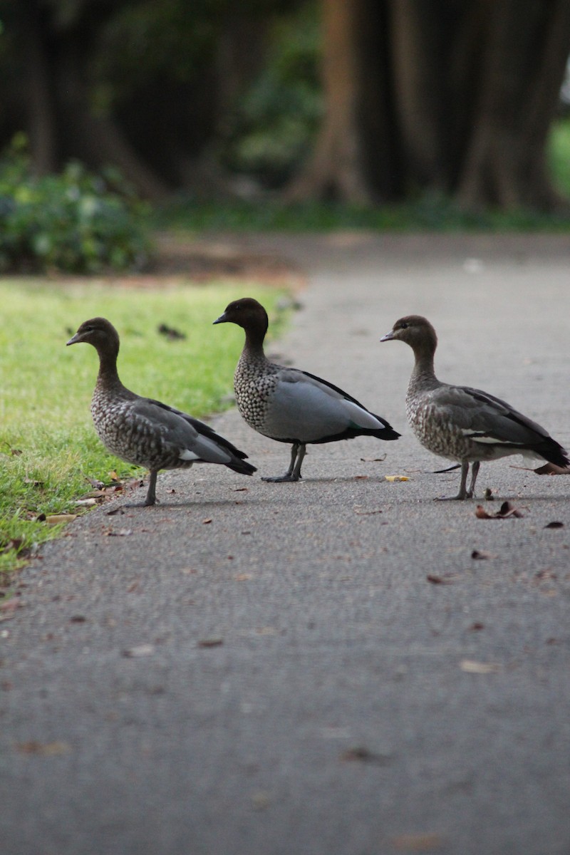 Maned Duck - ML626535409