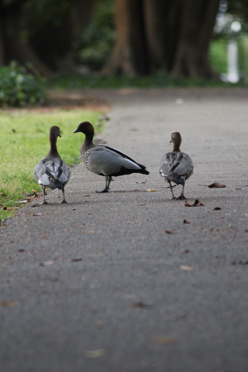 Maned Duck - ML626535410