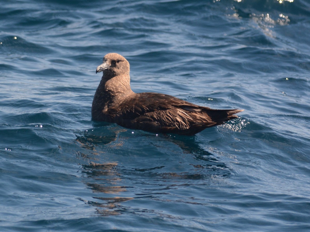 South Polar Skua - ML626535419