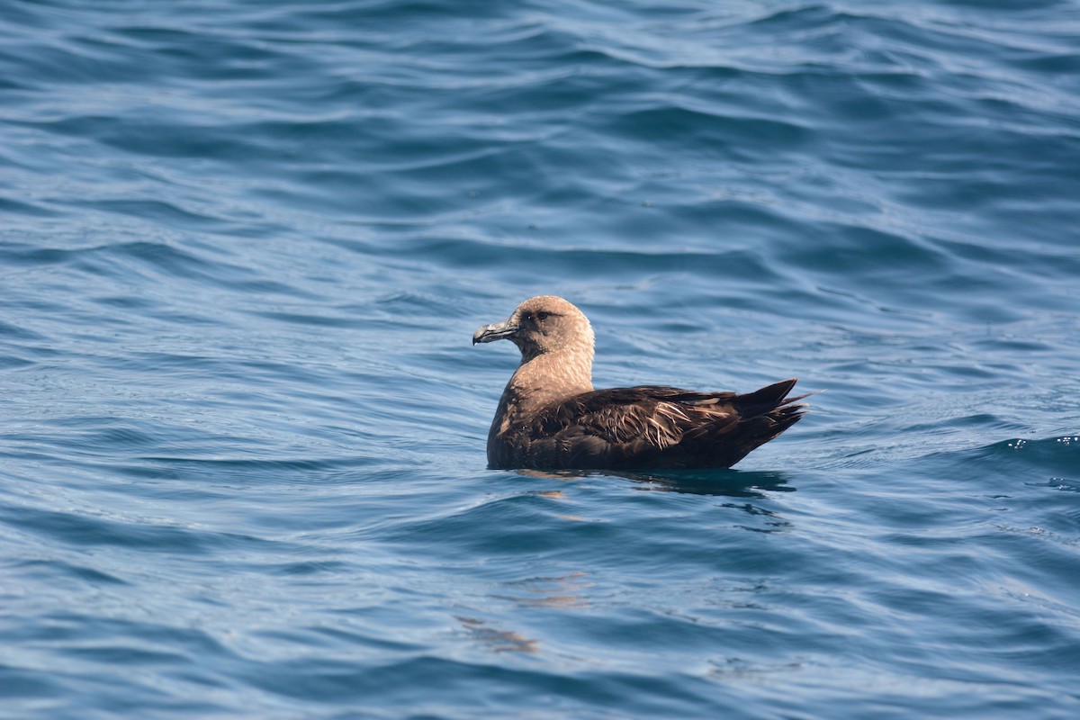 South Polar Skua - ML626535420