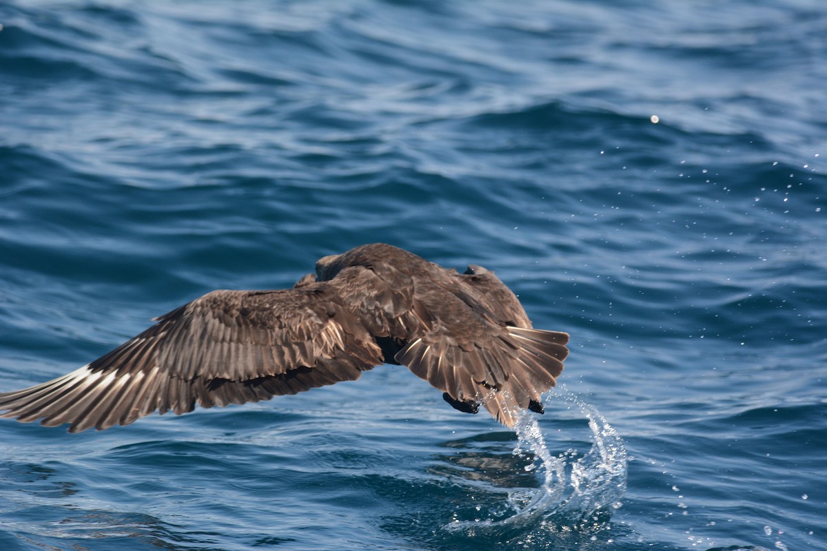 South Polar Skua - ML626535421