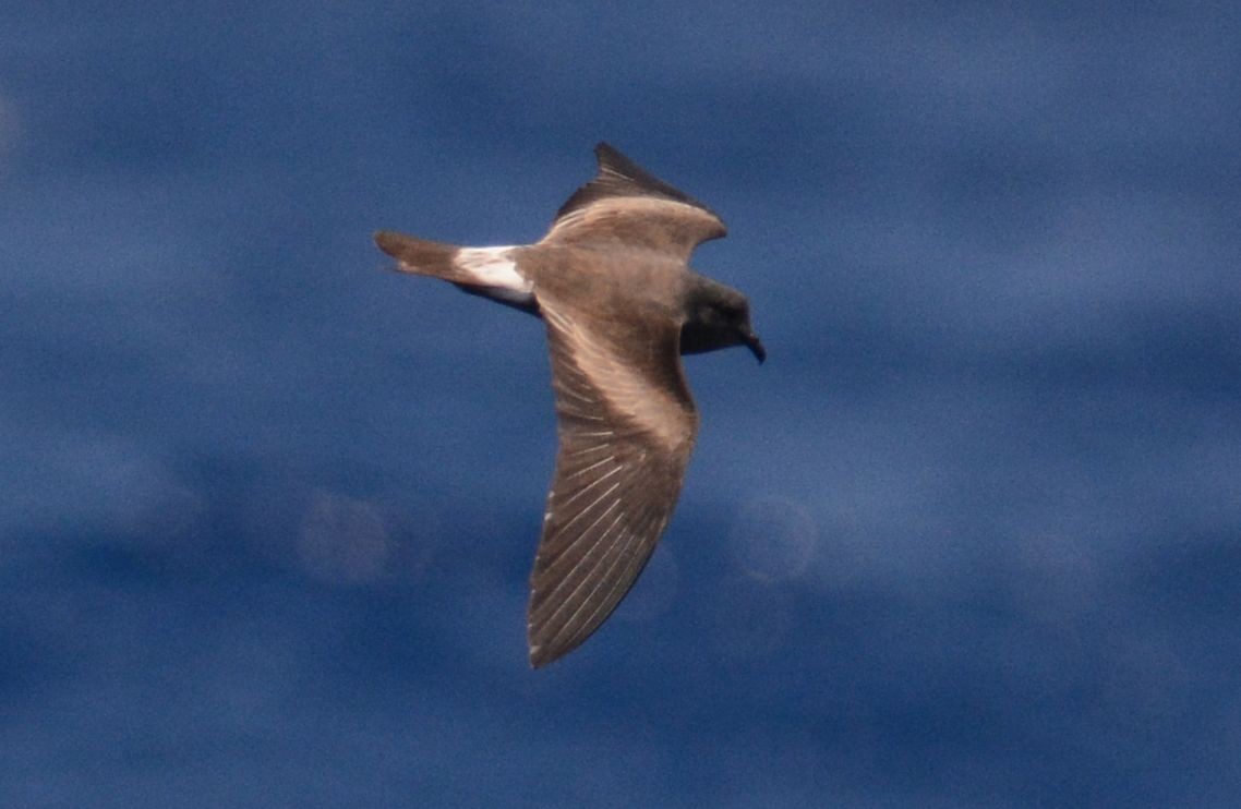 Leach's Storm-Petrel - ML626535486