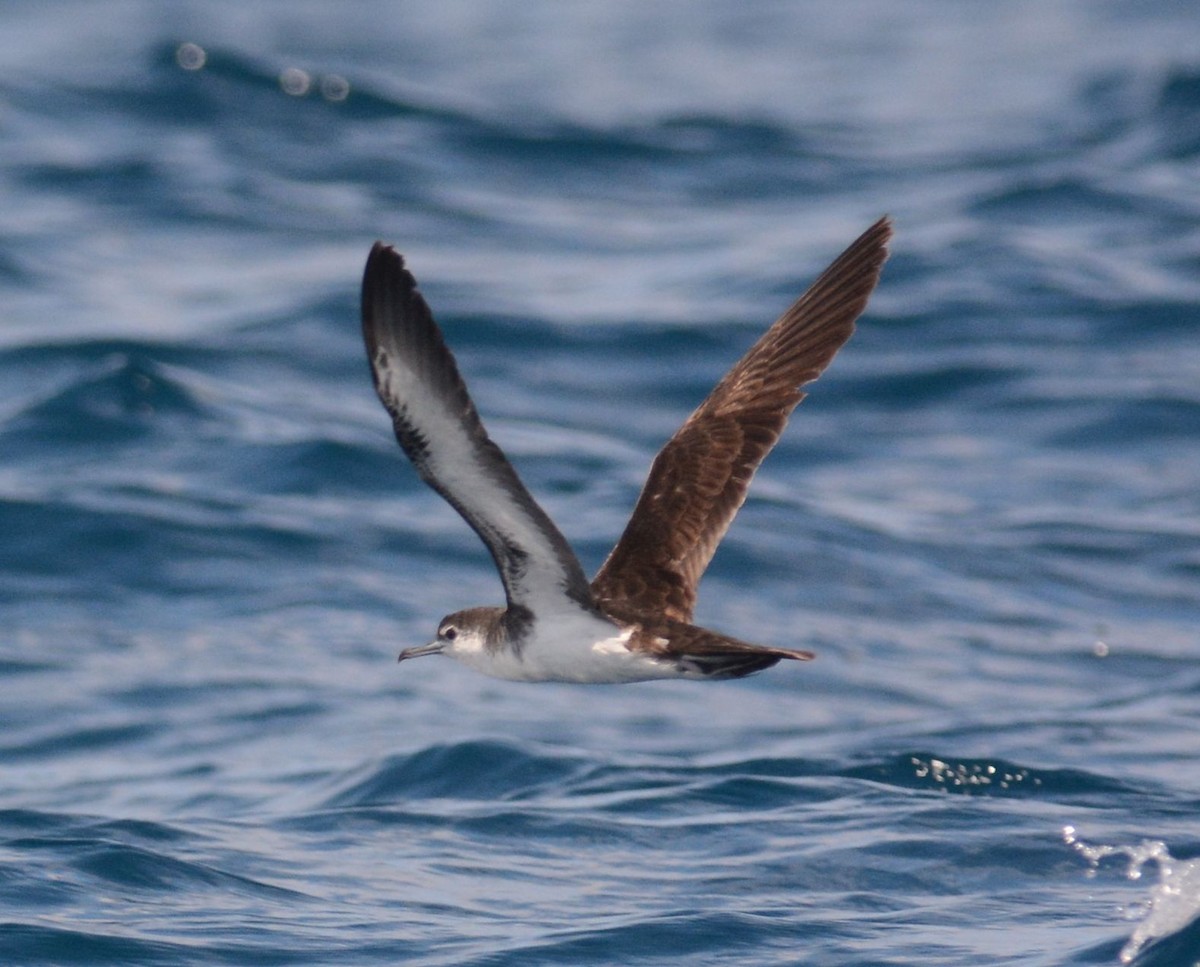 Sargasso Shearwater - ML626535492