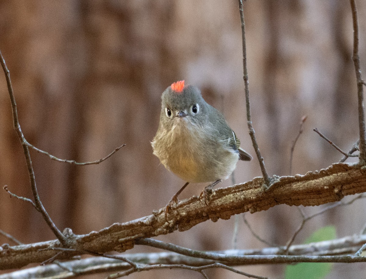 Ruby-crowned Kinglet - ML626535533