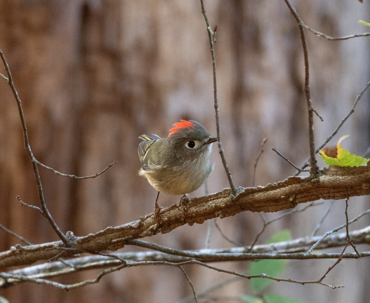 Ruby-crowned Kinglet - ML626535534