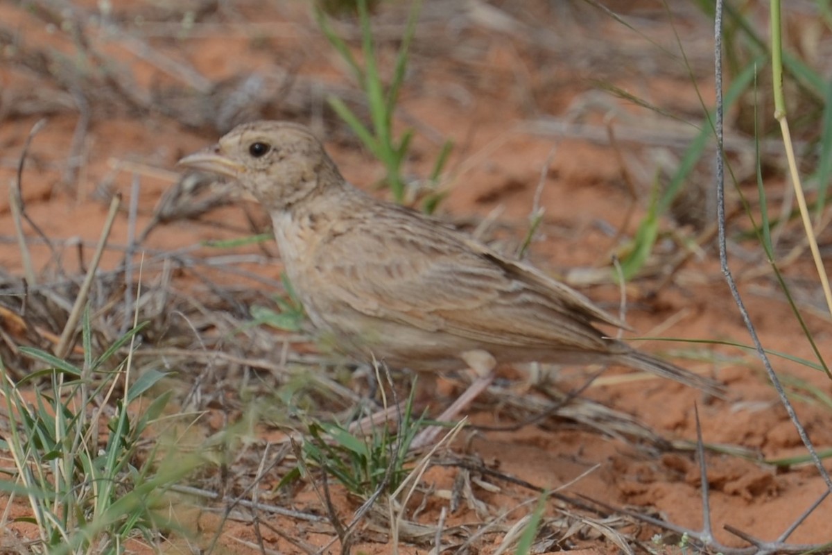 Singing Bushlark (Singing) - ML626535536