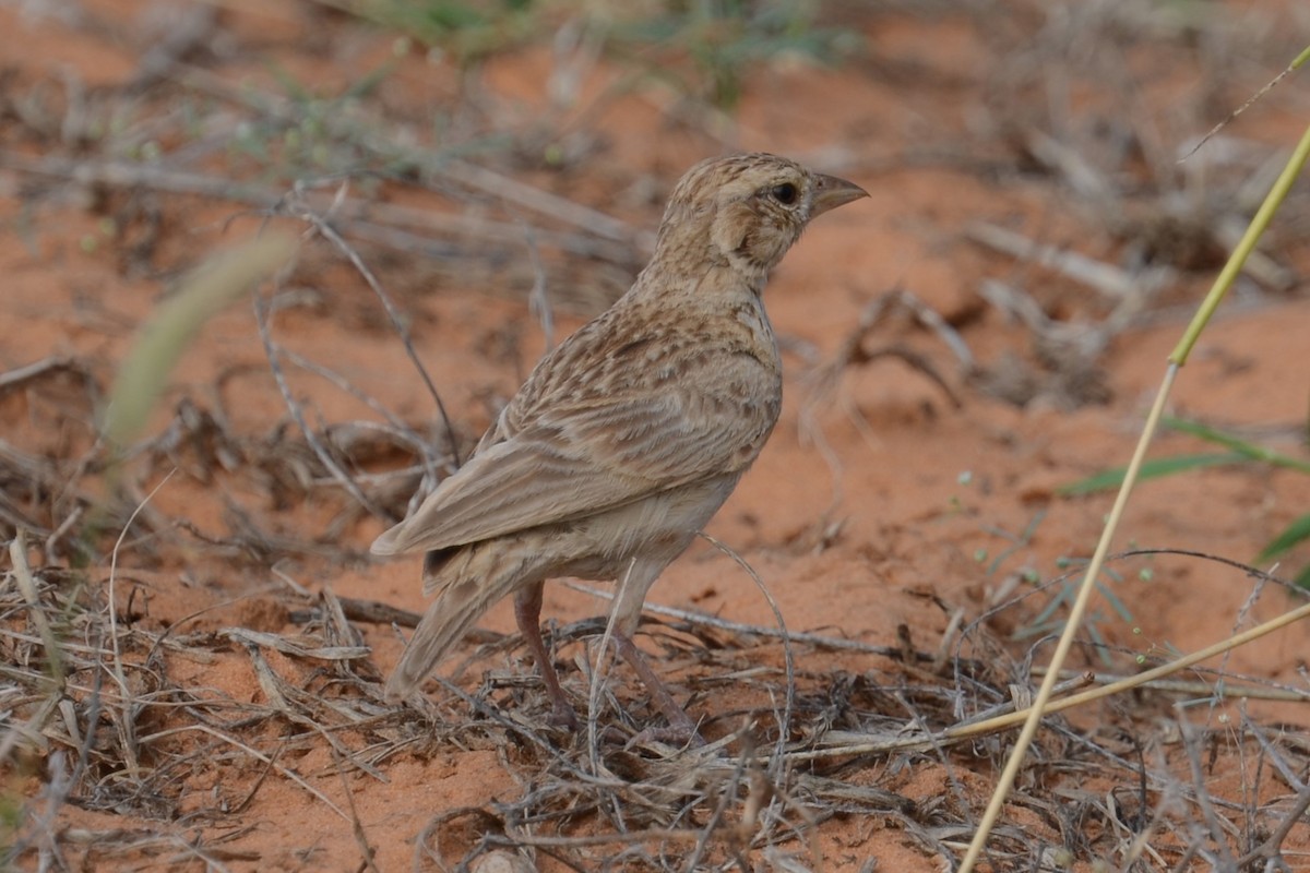 Singing Bushlark (Singing) - ML626535537