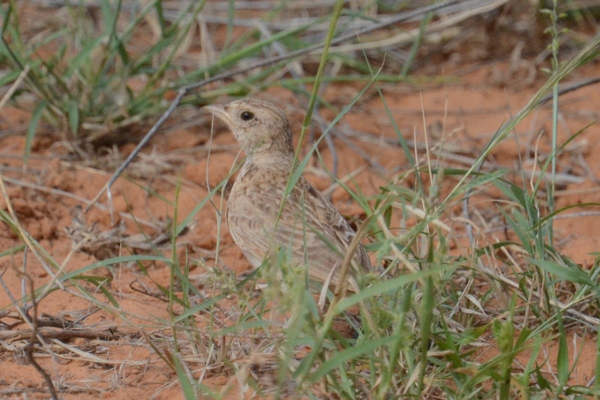 Singing Bushlark (Singing) - ML626535538