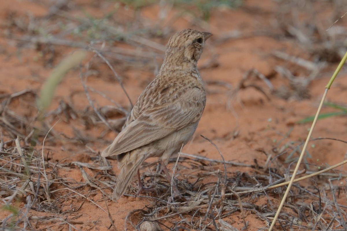 Singing Bushlark (Singing) - ML626535539