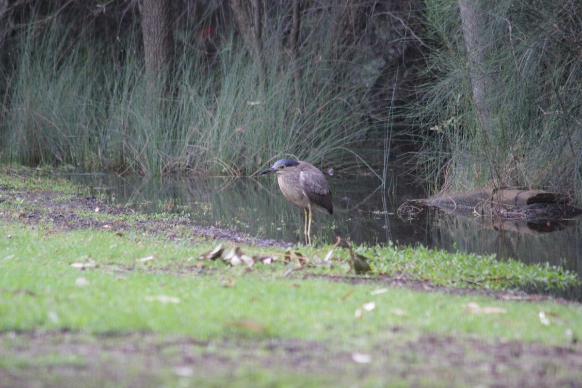 Nankeen Night Heron - ML626535541