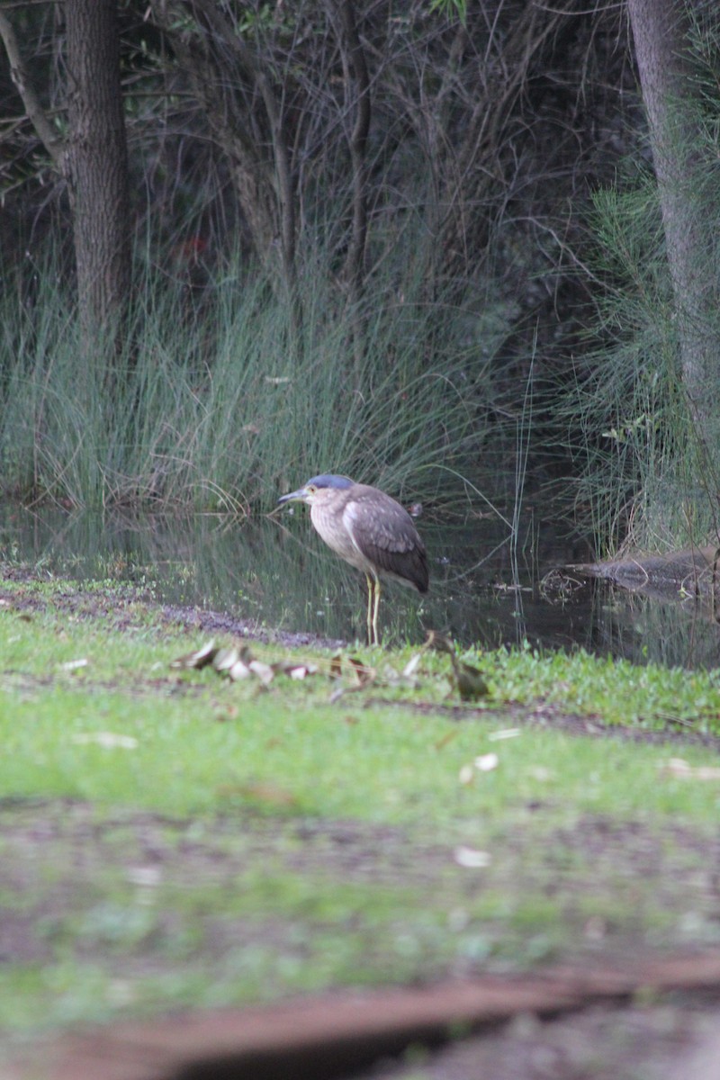 Nankeen Night Heron - ML626535542