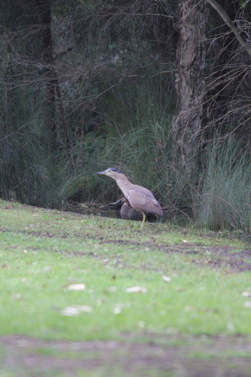 Nankeen Night Heron - ML626535543