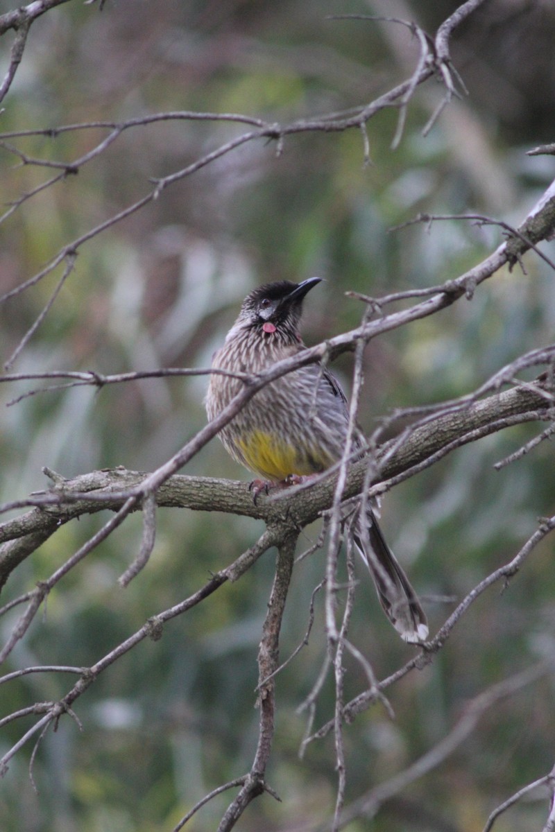Red Wattlebird - ML626535545