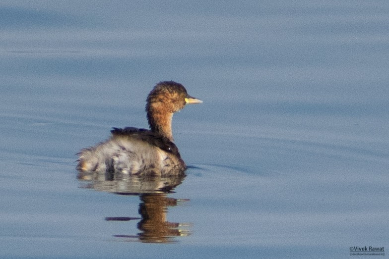 Хурган шунгуур - ML626535641