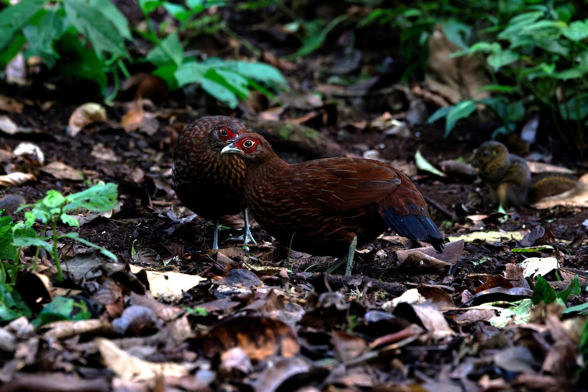 Salvadori's Pheasant - ML626535644