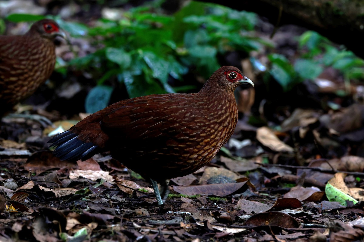 Salvadori's Pheasant - ML626535647
