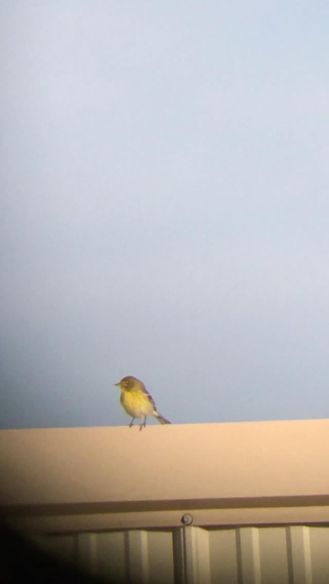 Pine Warbler - ML626535654