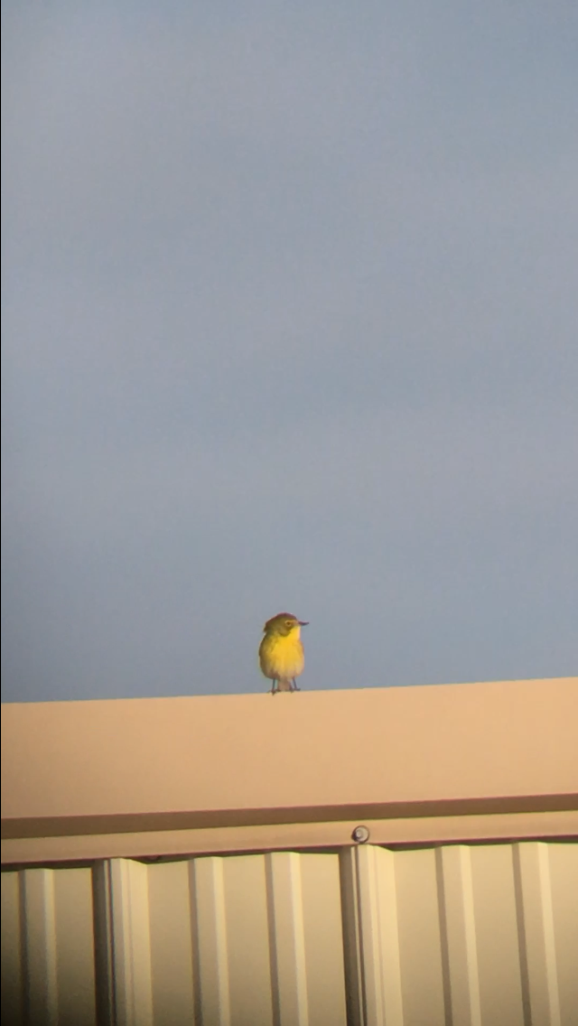 Pine Warbler - ML626535655