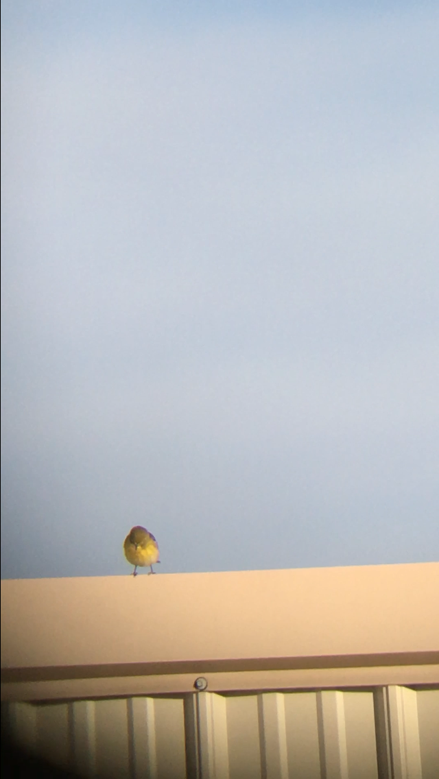 Pine Warbler - ML626535656