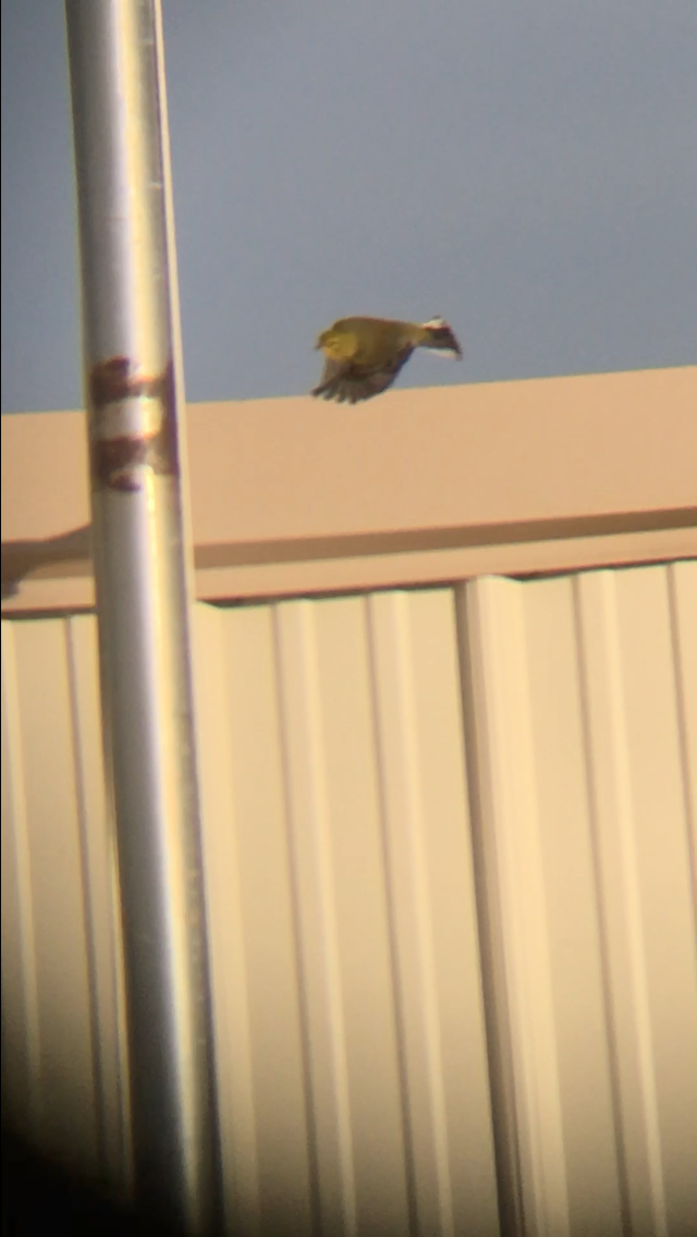 Pine Warbler - ML626535666