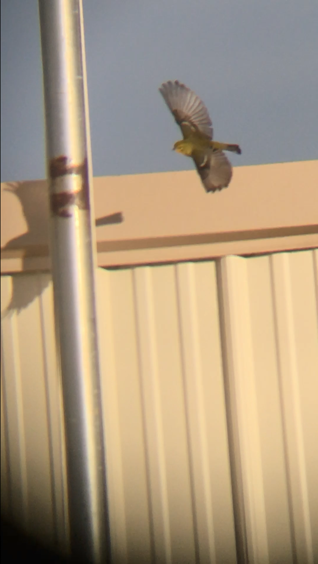 Pine Warbler - ML626535670