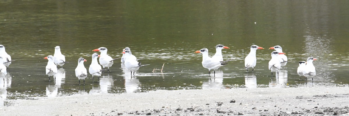 Caspian Tern - ML626535694