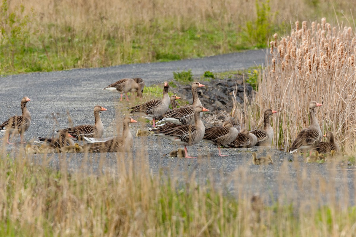 Graylag Goose - ML626535698