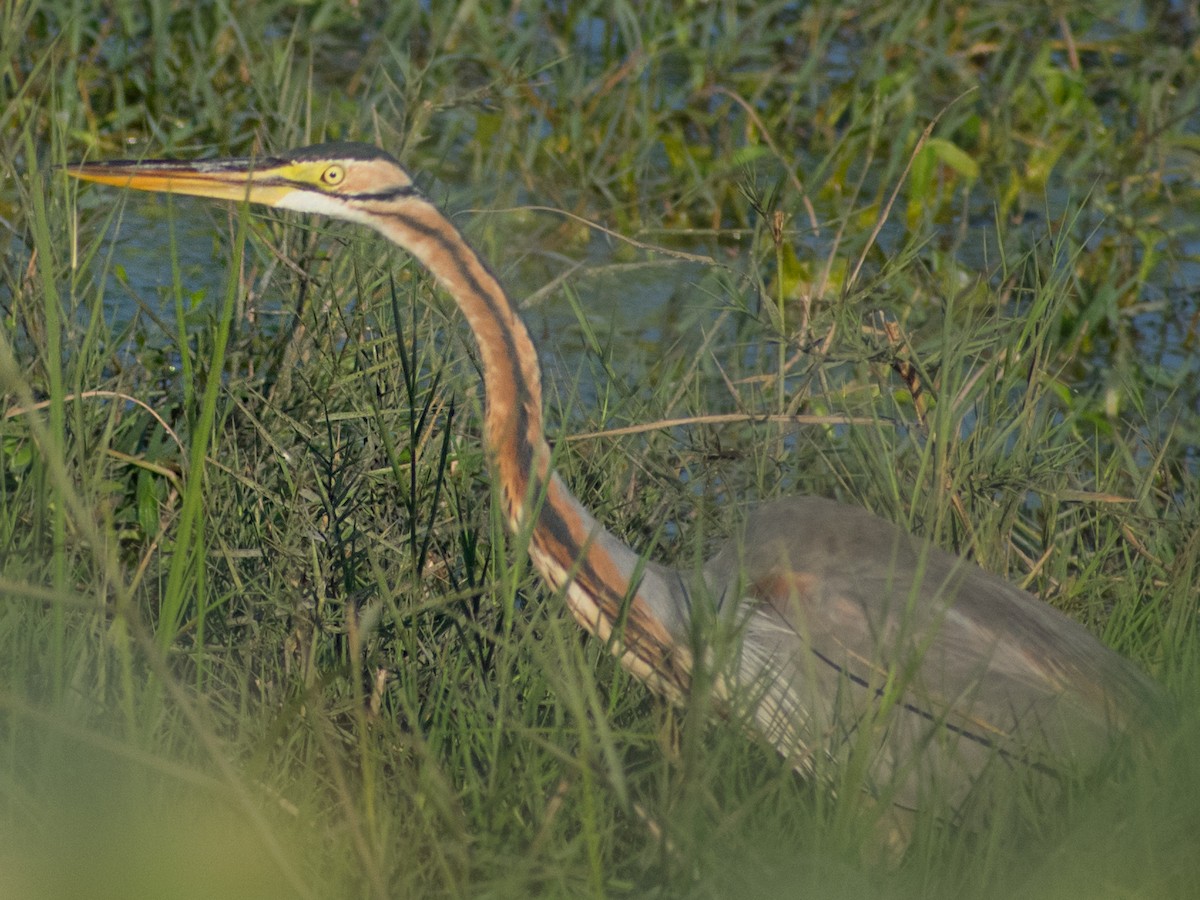 Purple Heron - ML626535699