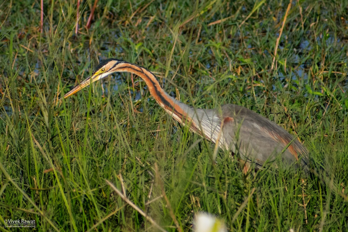 Purple Heron - ML626535701