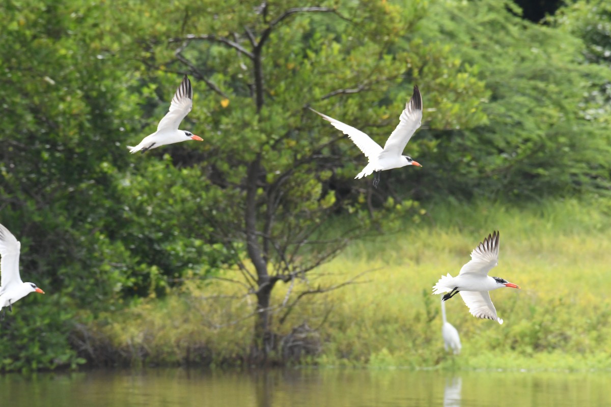 Caspian Tern - ML626535702