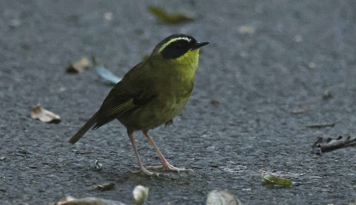 Yellow-throated Scrubwren - ML626535722