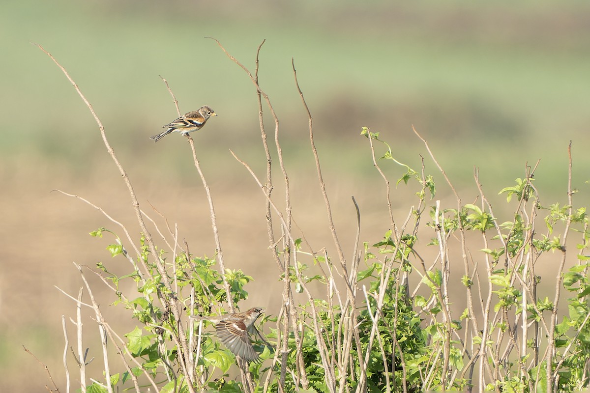 Brambling - ML626535725