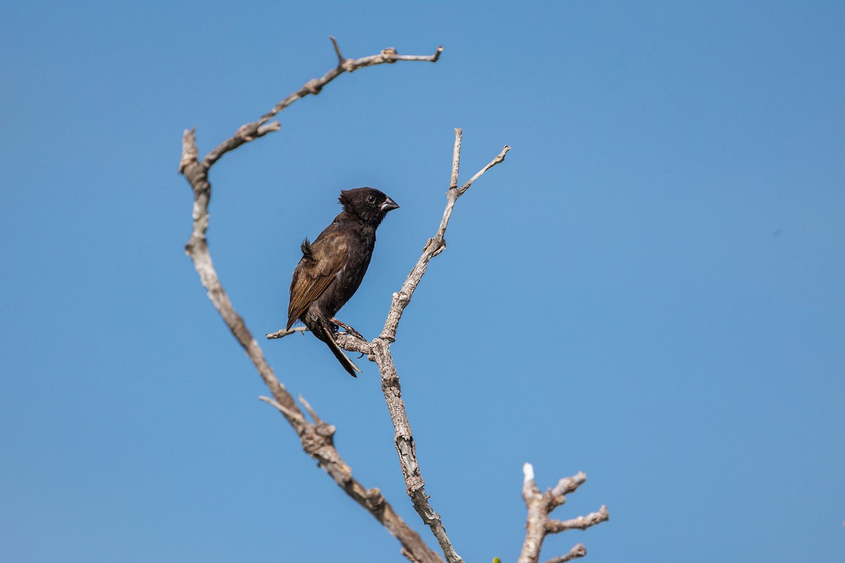 Black-faced Grassquit - ML626535726