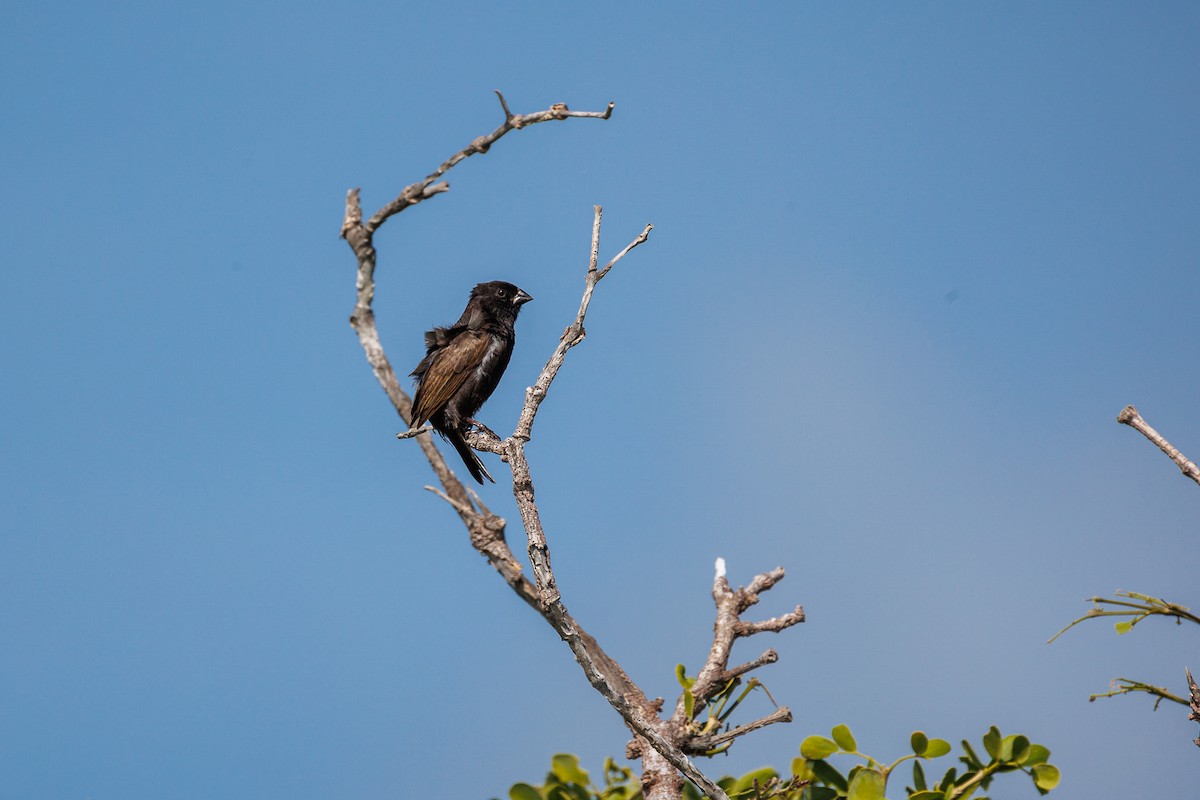 Black-faced Grassquit - ML626535727