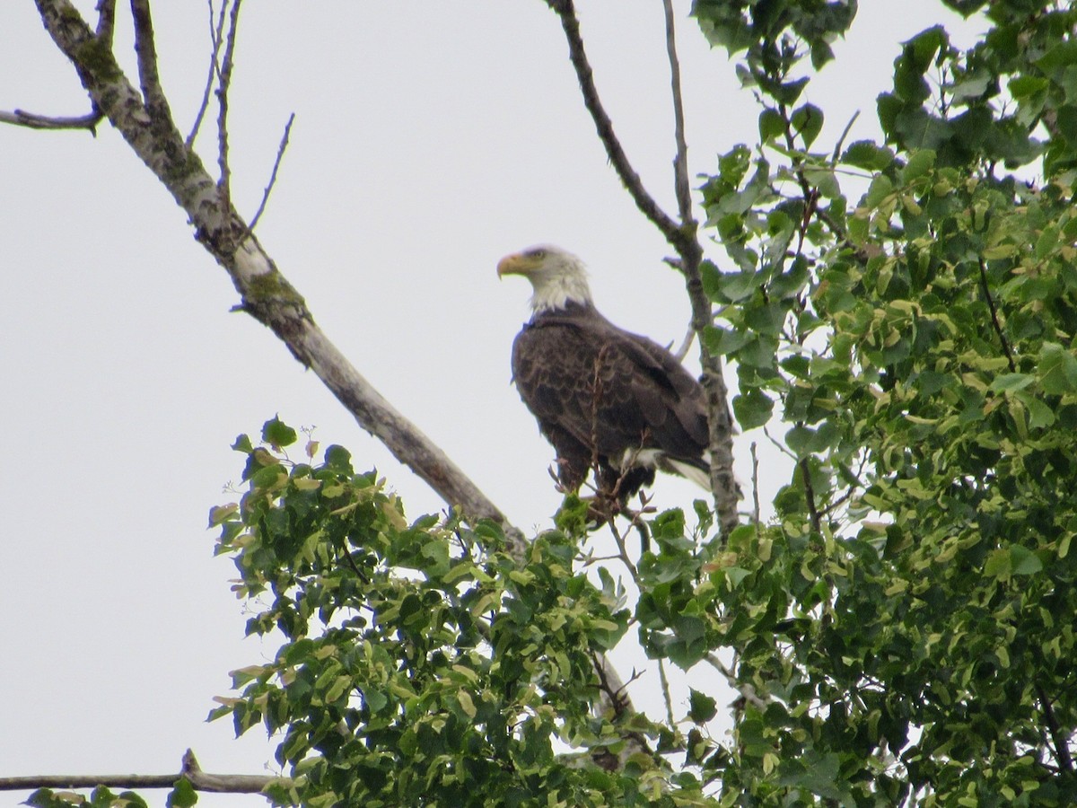 Bald Eagle - ML626535728