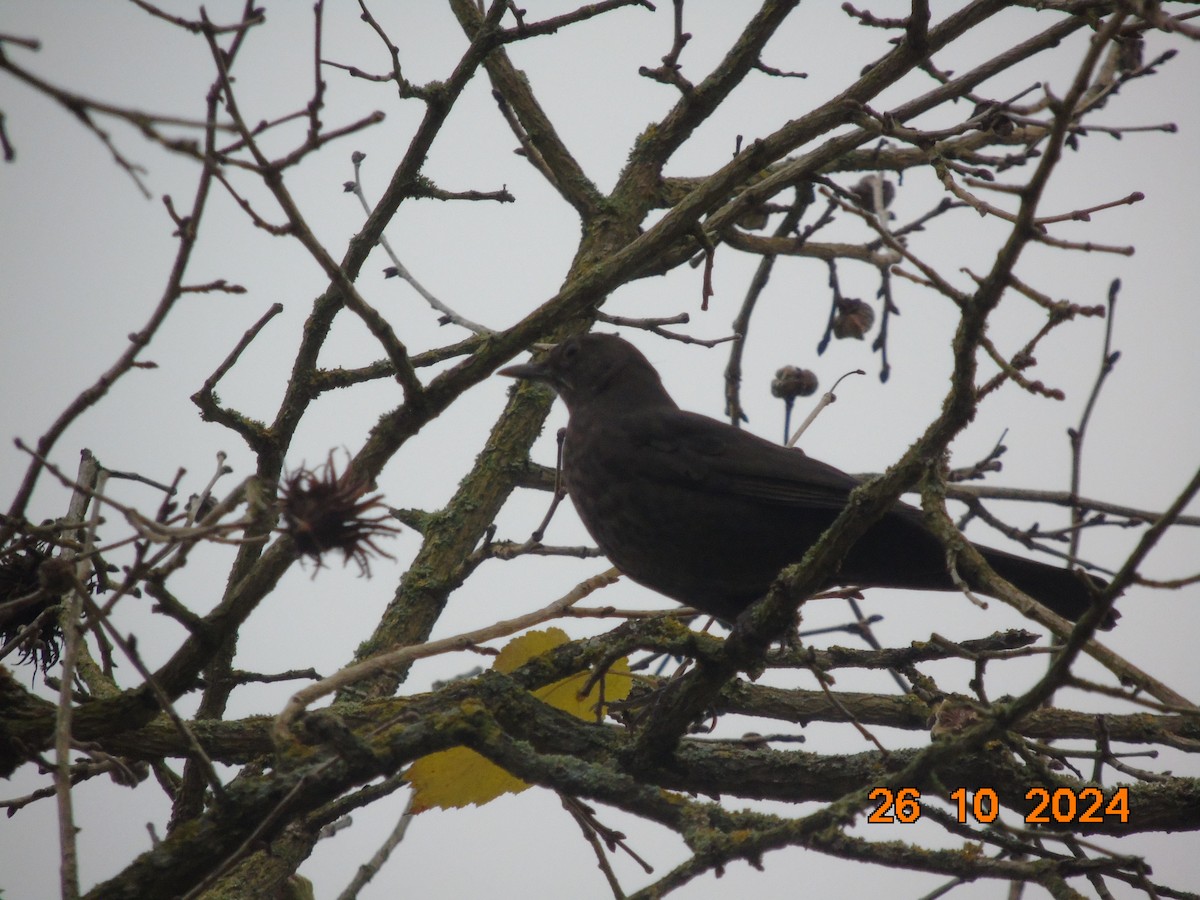 Eurasian Blackbird - ML626535730