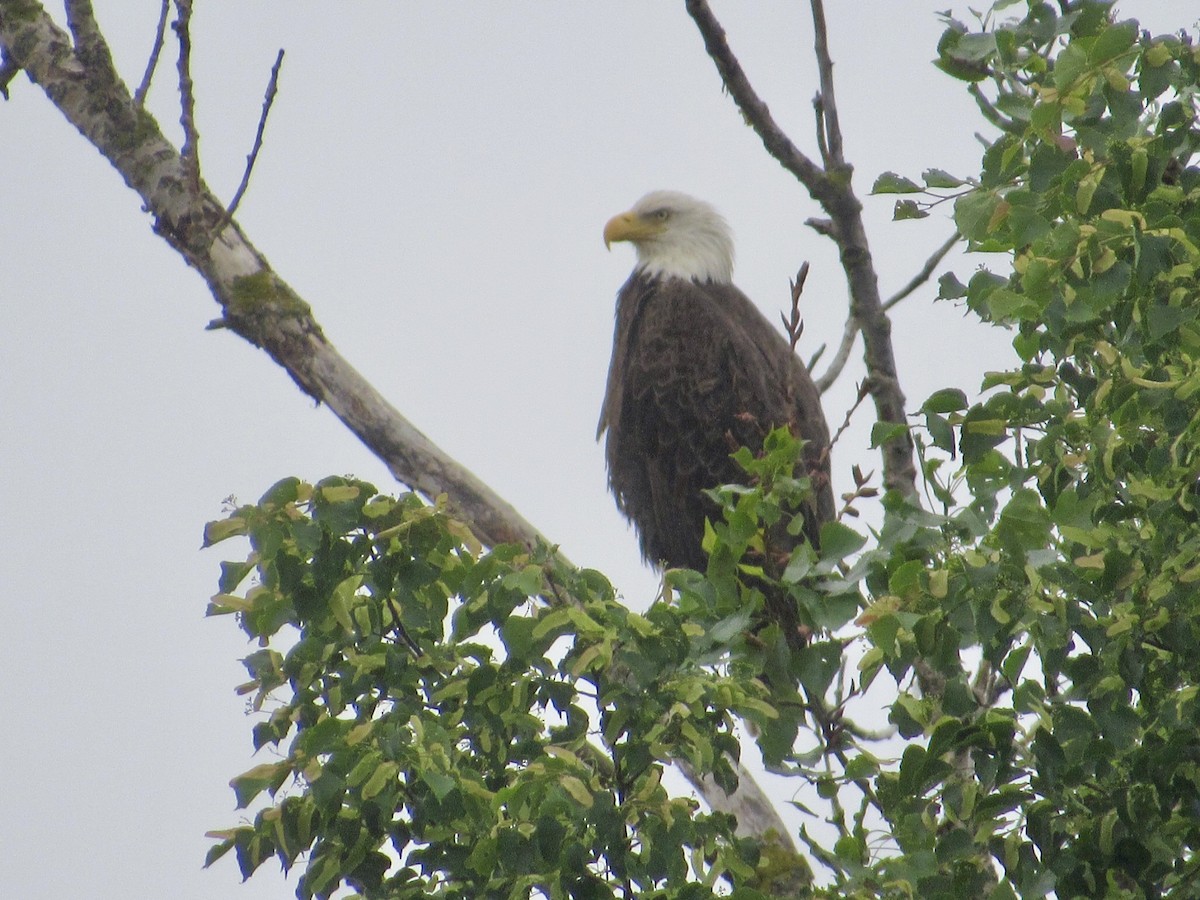 Bald Eagle - ML626535733