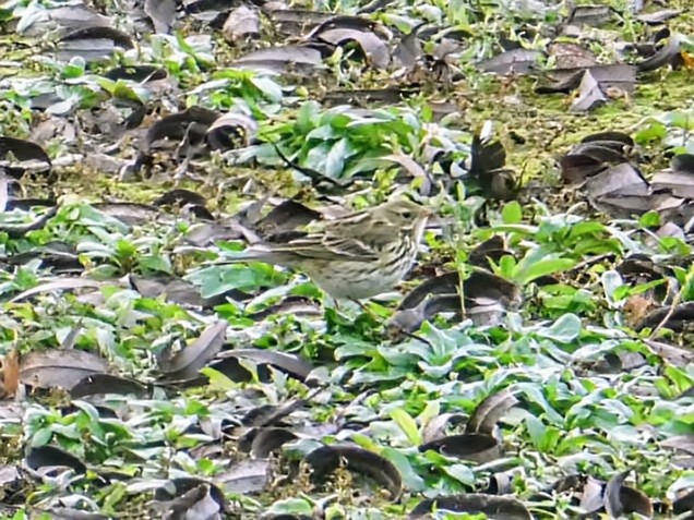 Meadow Pipit - ML626535734